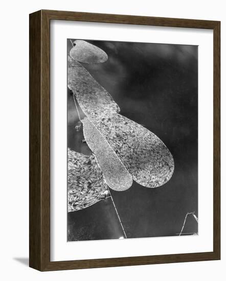 Aerial View of Large "Booms" of Lumber Floating Down River Toward Paper Mill-Margaret Bourke-White-Framed Photographic Print