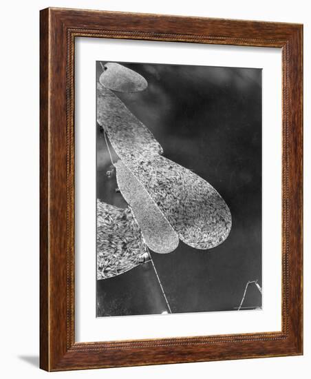 Aerial View of Large "Booms" of Lumber Floating Down River Toward Paper Mill-Margaret Bourke-White-Framed Photographic Print