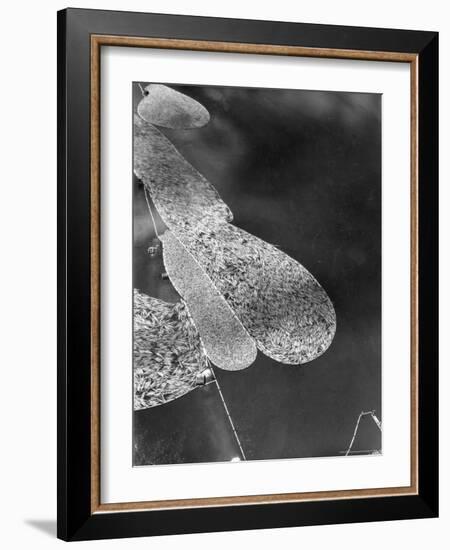 Aerial View of Large "Booms" of Lumber Floating Down River Toward Paper Mill-Margaret Bourke-White-Framed Photographic Print