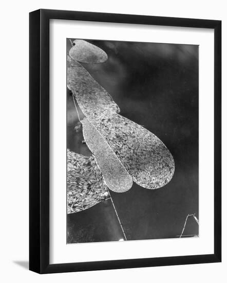 Aerial View of Large "Booms" of Lumber Floating Down River Toward Paper Mill-Margaret Bourke-White-Framed Photographic Print