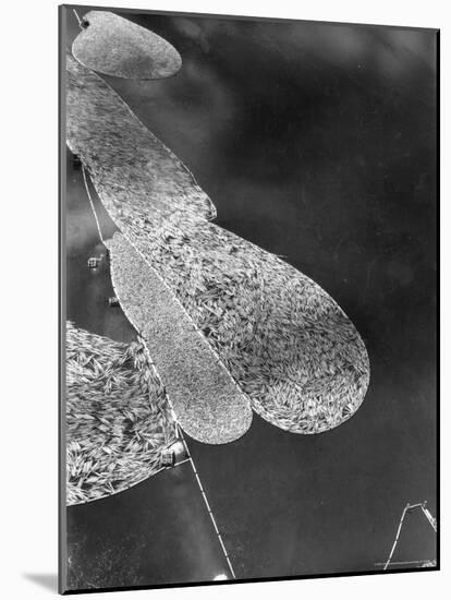 Aerial View of Large "Booms" of Lumber Floating Down River Toward Paper Mill-Margaret Bourke-White-Mounted Photographic Print