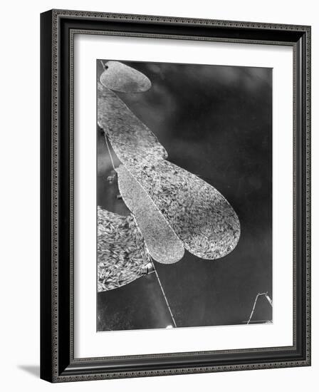 Aerial View of Large "Booms" of Lumber Floating Down River Toward Paper Mill-Margaret Bourke-White-Framed Photographic Print