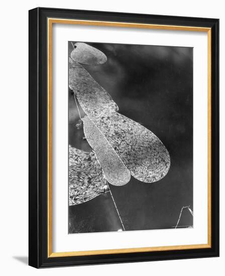 Aerial View of Large "Booms" of Lumber Floating Down River Toward Paper Mill-Margaret Bourke-White-Framed Photographic Print