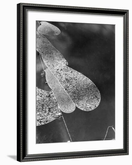 Aerial View of Large "Booms" of Lumber Floating Down River Toward Paper Mill-Margaret Bourke-White-Framed Photographic Print