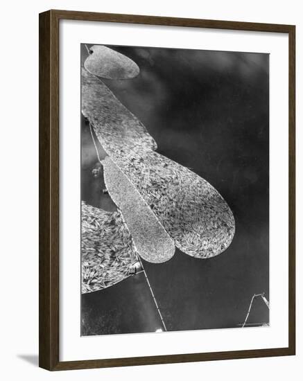 Aerial View of Large "Booms" of Lumber Floating Down River Toward Paper Mill-Margaret Bourke-White-Framed Photographic Print