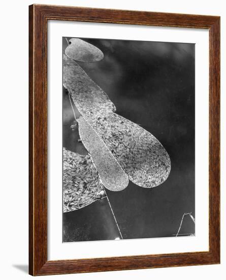 Aerial View of Large "Booms" of Lumber Floating Down River Toward Paper Mill-Margaret Bourke-White-Framed Photographic Print