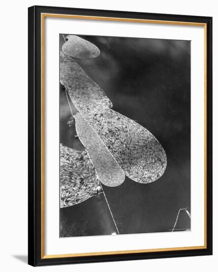 Aerial View of Large "Booms" of Lumber Floating Down River Toward Paper Mill-Margaret Bourke-White-Framed Photographic Print