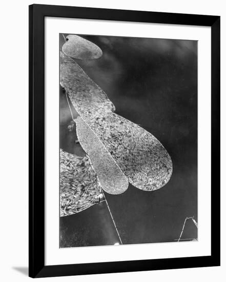 Aerial View of Large "Booms" of Lumber Floating Down River Toward Paper Mill-Margaret Bourke-White-Framed Photographic Print