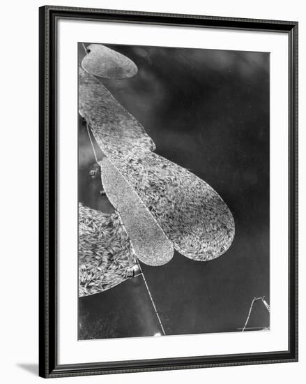 Aerial View of Large "Booms" of Lumber Floating Down River Toward Paper Mill-Margaret Bourke-White-Framed Photographic Print