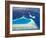 Aerial View of North Male Atoll, Maldives, Indian Ocean-Papadopoulos Sakis-Framed Photographic Print