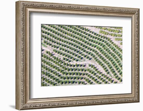 Aerial View of Orange Grove in Ventura County, Ojai, California-Joseph Sohm-Framed Photographic Print