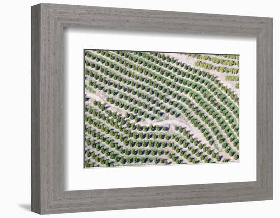 Aerial View of Orange Grove in Ventura County, Ojai, California-Joseph Sohm-Framed Photographic Print