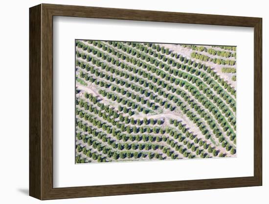 Aerial View of Orange Grove in Ventura County, Ojai, California-Joseph Sohm-Framed Photographic Print