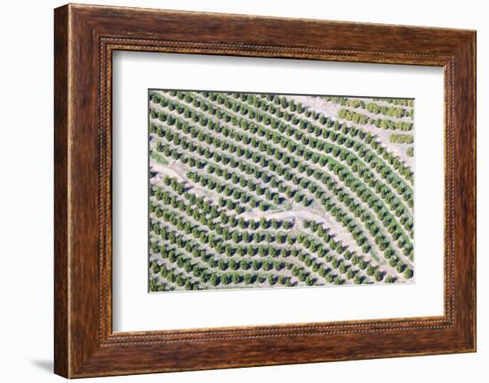 Aerial View of Orange Grove in Ventura County, Ojai, California-Joseph Sohm-Framed Photographic Print