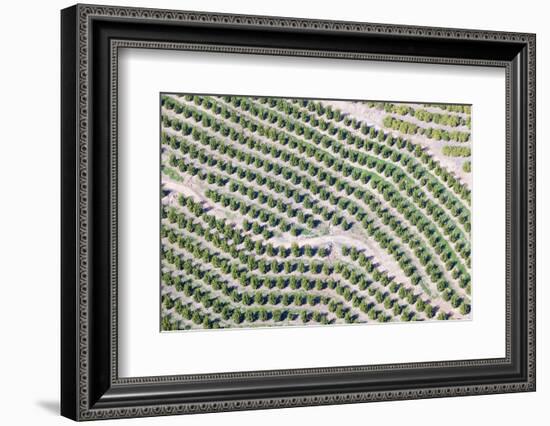 Aerial View of Orange Grove in Ventura County, Ojai, California-Joseph Sohm-Framed Photographic Print