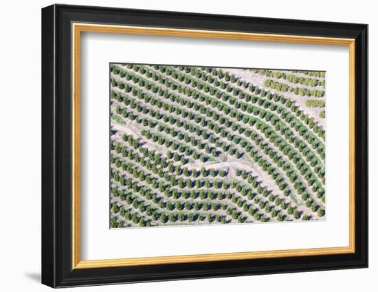 Aerial View of Orange Grove in Ventura County, Ojai, California-Joseph Sohm-Framed Photographic Print