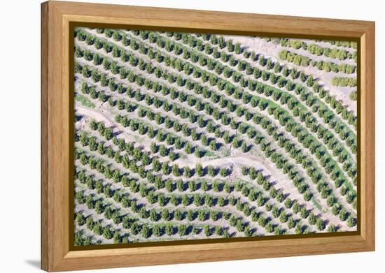 Aerial View of Orange Grove in Ventura County, Ojai, California-Joseph Sohm-Framed Premier Image Canvas