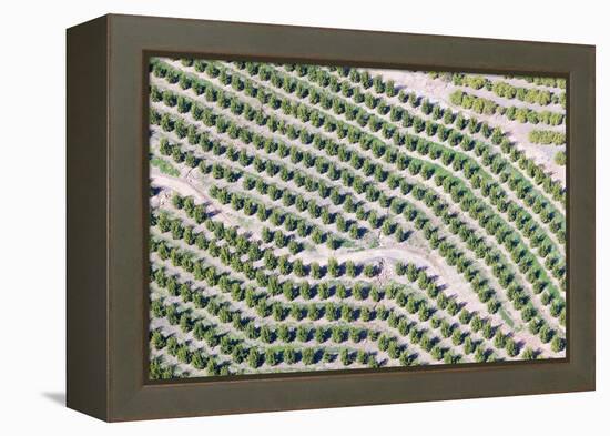 Aerial View of Orange Grove in Ventura County, Ojai, California-Joseph Sohm-Framed Premier Image Canvas