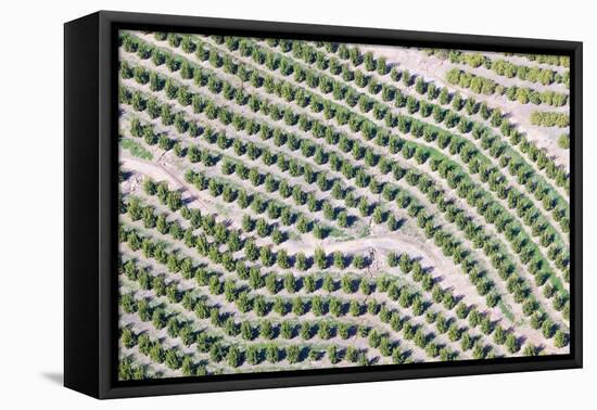 Aerial View of Orange Grove in Ventura County, Ojai, California-Joseph Sohm-Framed Premier Image Canvas