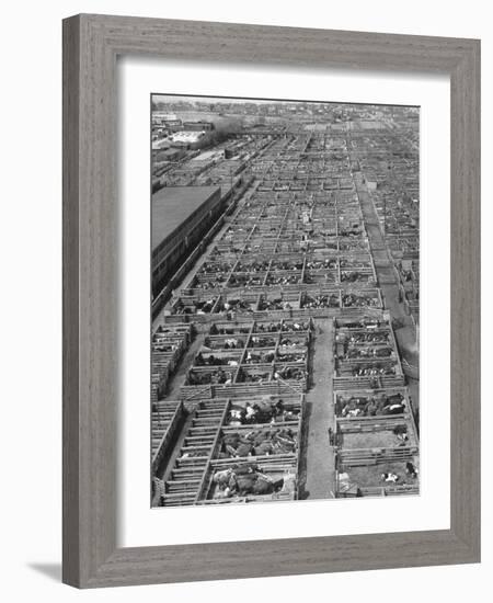 Aerial View of Pens Containing Beef Cattle at the Union Stockyards-null-Framed Photographic Print