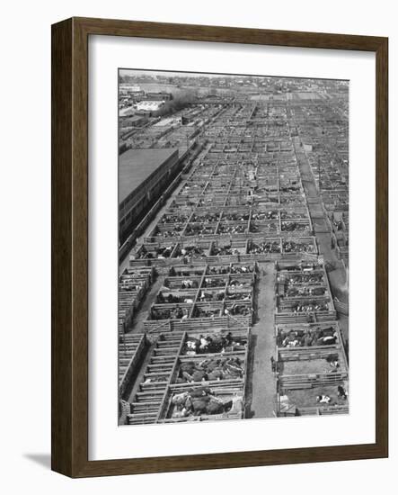 Aerial View of Pens Containing Beef Cattle at the Union Stockyards-null-Framed Photographic Print