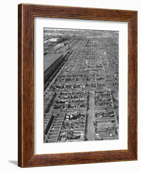 Aerial View of Pens Containing Beef Cattle at the Union Stockyards-null-Framed Photographic Print