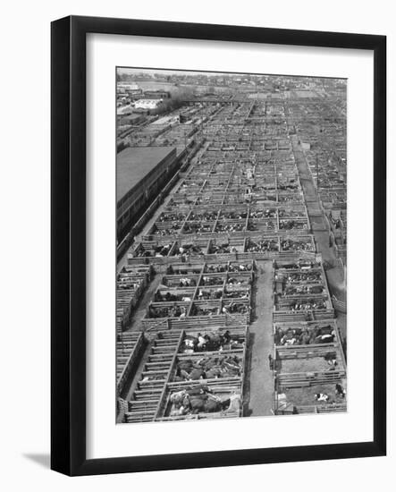 Aerial View of Pens Containing Beef Cattle at the Union Stockyards-null-Framed Photographic Print