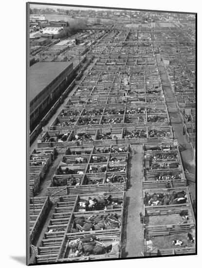 Aerial View of Pens Containing Beef Cattle at the Union Stockyards-null-Mounted Photographic Print