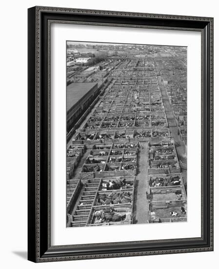 Aerial View of Pens Containing Beef Cattle at the Union Stockyards-null-Framed Photographic Print