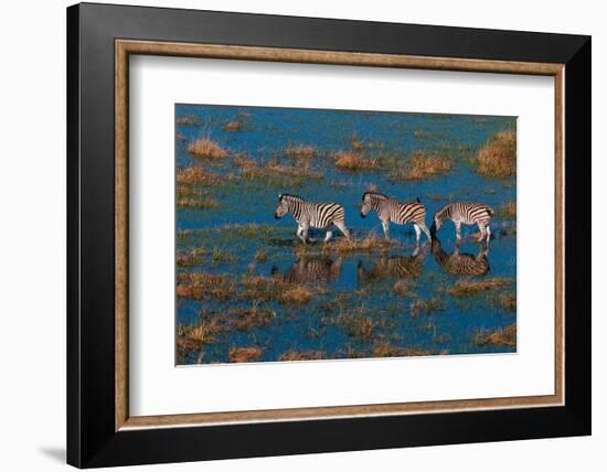 Aerial view of plains zebras walking in an Okavango flood plain. Okavango Delta, Botswana.-Sergio Pitamitz-Framed Photographic Print