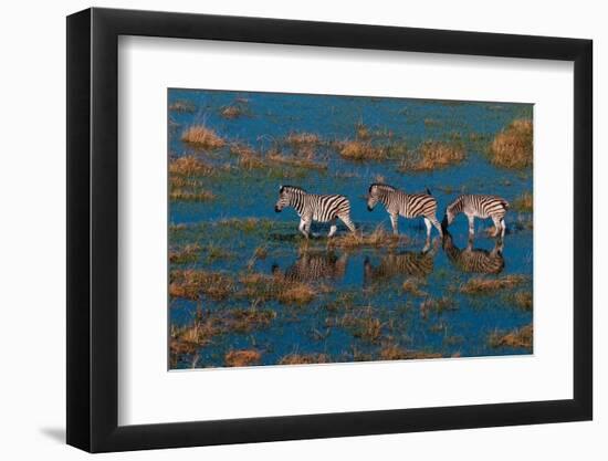 Aerial view of plains zebras walking in an Okavango flood plain. Okavango Delta, Botswana.-Sergio Pitamitz-Framed Photographic Print