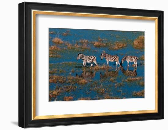 Aerial view of plains zebras walking in an Okavango flood plain. Okavango Delta, Botswana.-Sergio Pitamitz-Framed Photographic Print