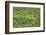 Aerial View of Pristine Rainforest Canopy, Guyana, South America-Mick Baines & Maren Reichelt-Framed Photographic Print