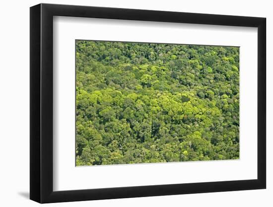 Aerial View of Pristine Rainforest Canopy, Guyana, South America-Mick Baines & Maren Reichelt-Framed Photographic Print