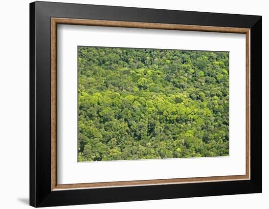 Aerial View of Pristine Rainforest Canopy, Guyana, South America-Mick Baines & Maren Reichelt-Framed Photographic Print