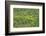 Aerial View of Pristine Rainforest Canopy, Guyana, South America-Mick Baines & Maren Reichelt-Framed Photographic Print