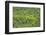 Aerial View of Pristine Rainforest Canopy, Guyana, South America-Mick Baines & Maren Reichelt-Framed Photographic Print