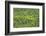 Aerial View of Pristine Rainforest Canopy, Guyana, South America-Mick Baines & Maren Reichelt-Framed Photographic Print