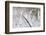 Aerial view of road in forest in winter, Marion Co., Illinois, USA-Panoramic Images-Framed Photographic Print