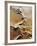 Aerial View of Sand Dunes-Martin Harvey-Framed Photographic Print