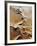 Aerial View of Sand Dunes-Martin Harvey-Framed Photographic Print