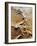 Aerial View of Sand Dunes-Martin Harvey-Framed Photographic Print