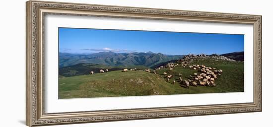 Aerial view of sheep on mountain, Pilgrim Road to Santiago de Compostela, Iraty Mountain, Basque...-null-Framed Photographic Print