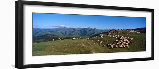 Aerial view of sheep on mountain, Pilgrim Road to Santiago de Compostela, Iraty Mountain, Basque...-null-Framed Photographic Print