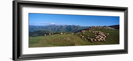 Aerial view of sheep on mountain, Pilgrim Road to Santiago de Compostela, Iraty Mountain, Basque...-null-Framed Photographic Print