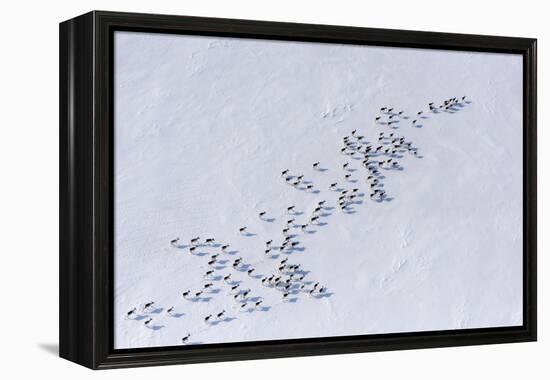 Aerial view of Siberian tundra reindeer, Putoransky State Nature Reserve, Siberia, Russia-Sergey Gorshkov-Framed Premier Image Canvas