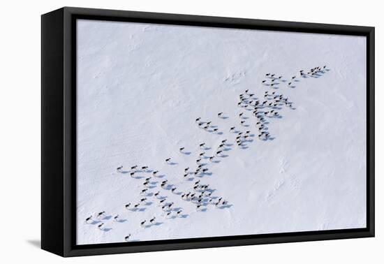 Aerial view of Siberian tundra reindeer, Putoransky State Nature Reserve, Siberia, Russia-Sergey Gorshkov-Framed Premier Image Canvas