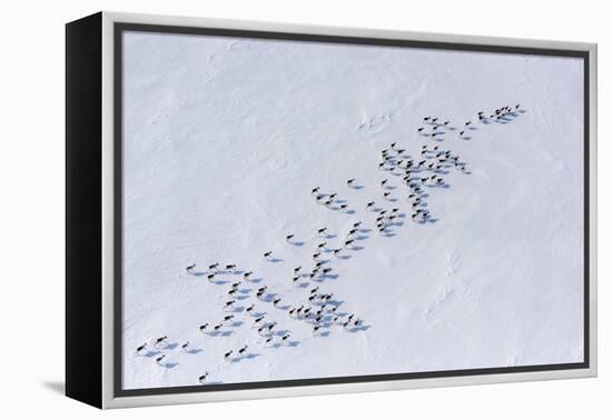 Aerial view of Siberian tundra reindeer, Putoransky State Nature Reserve, Siberia, Russia-Sergey Gorshkov-Framed Premier Image Canvas