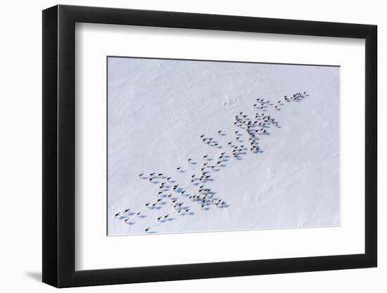 Aerial view of Siberian tundra reindeer, Putoransky State Nature Reserve, Siberia, Russia-Sergey Gorshkov-Framed Photographic Print