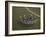 Aerial View of Stonehenge, Unesco World Heritage Site, Salisbury Plain, Wiltshire, England-Adam Woolfitt-Framed Photographic Print